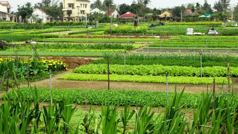 Cómo Cultivar su Propia comida: 8 Consejos para Comenzar a Cultivar un  Huerto en el Patio Trasero - Casas Nuevas Aqui